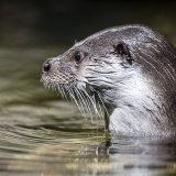 La loutre est de retour dans cinq cours d’eau et lacs en Suisse (archives). KEYSTONE/MICHAEL BUHOLZER